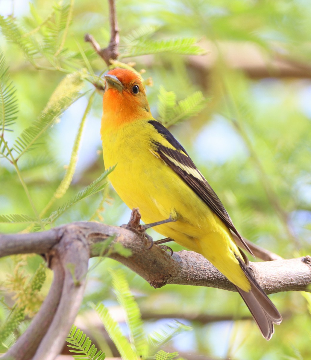 Western Tanager - ML441620991