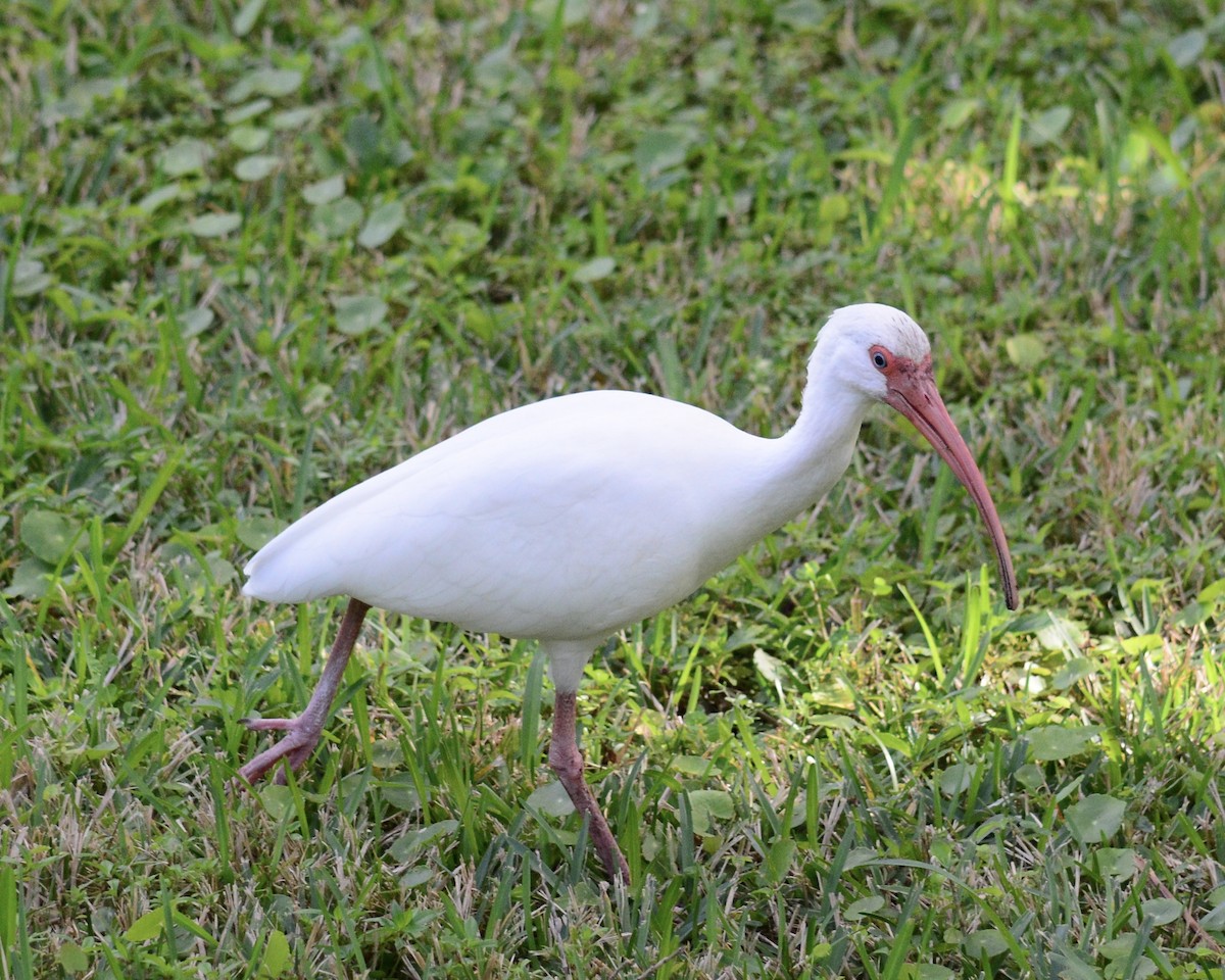 ibis bílý - ML44162131
