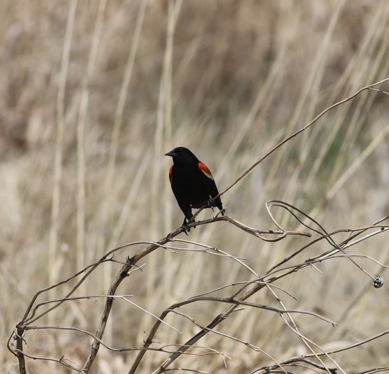 Red-winged Blackbird - Tony Leukering