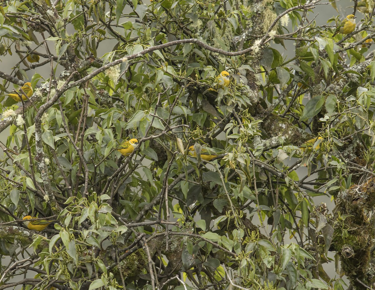 Silver-throated Tanager - ML44162431