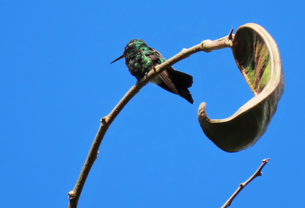 Black-bellied Hummingbird - ML441629781