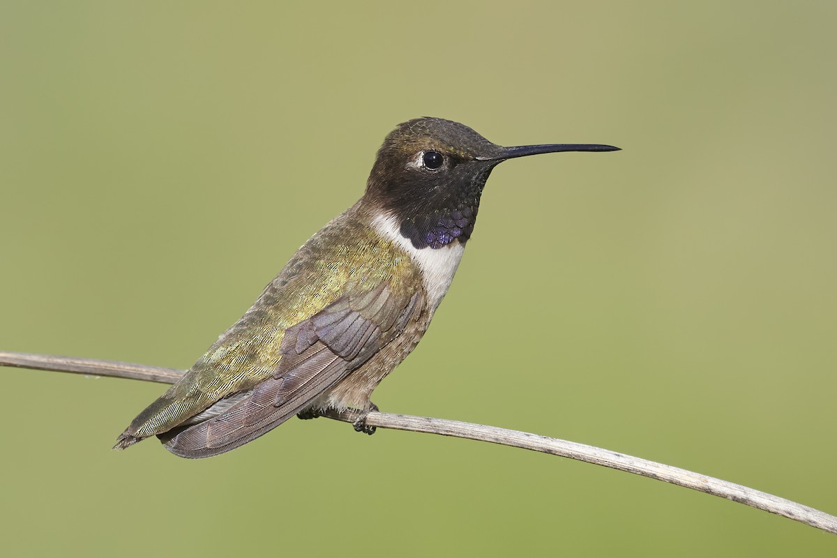 Black-chinned Hummingbird - ML441631901