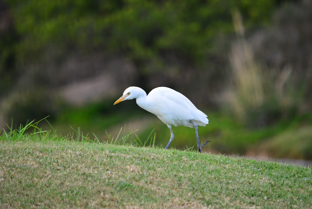 Western Cattle Egret - Paulo Narciso