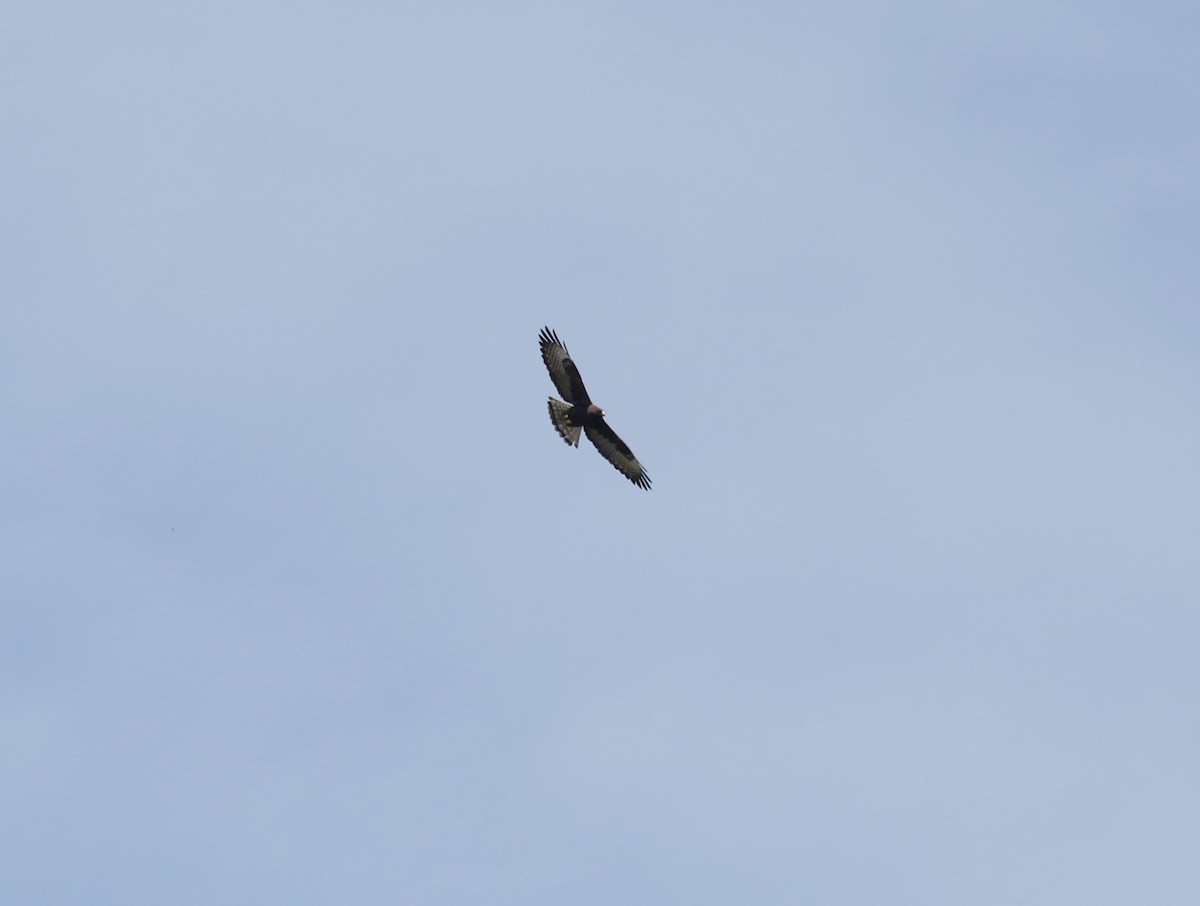 Short-tailed Hawk - ML441641891
