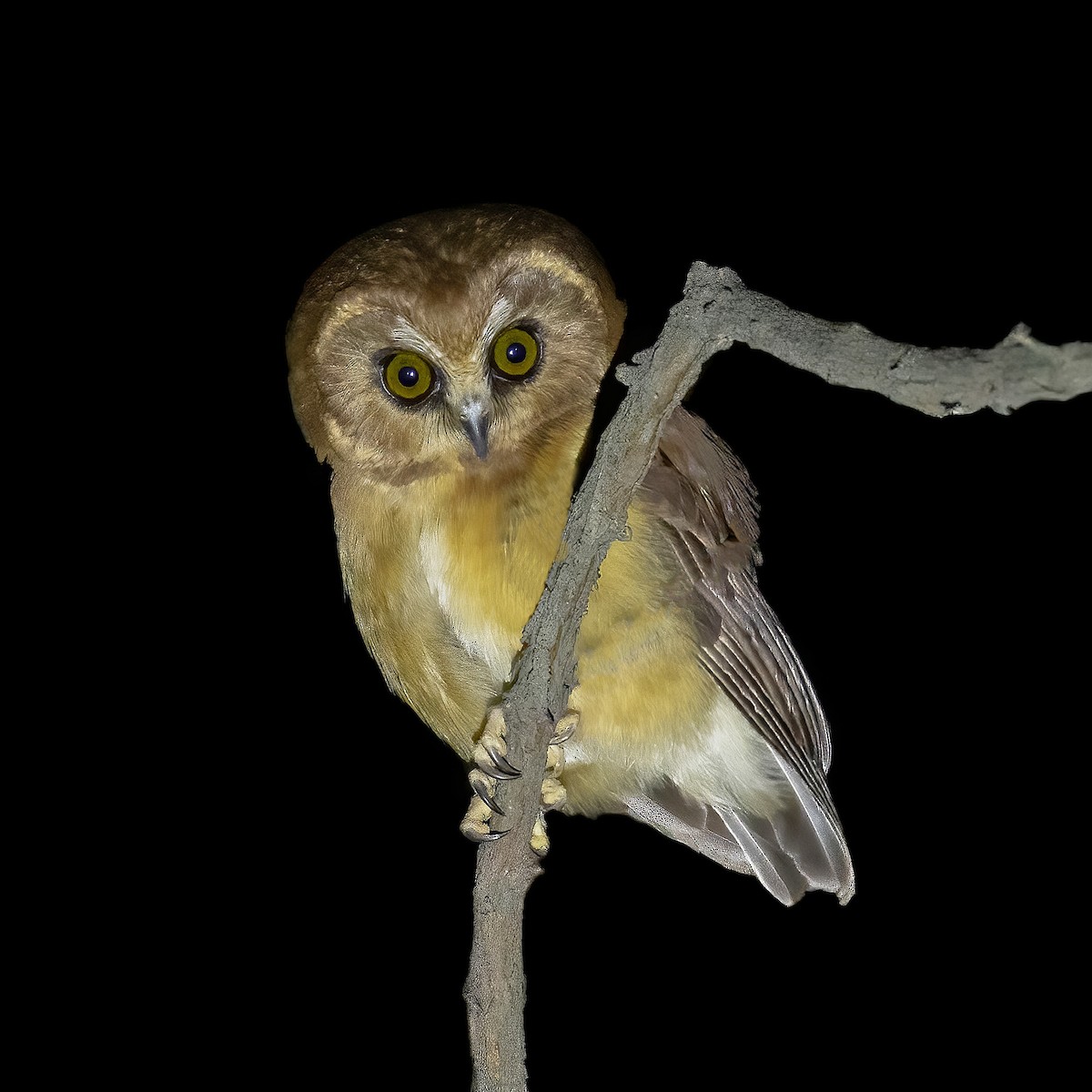 Unspotted Saw-whet Owl - ML441642461