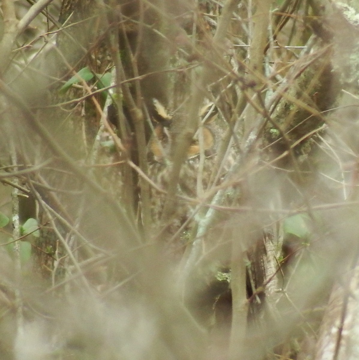 eBird Checklist 1 Jan 2017 Great Smoky Mountains NPCades Cove
