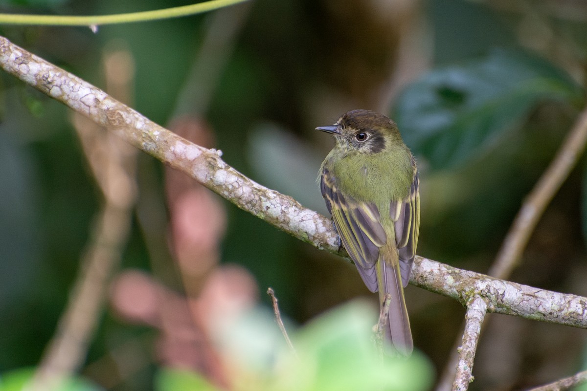 Sepia-capped Flycatcher - Marcos Eugênio Birding Guide