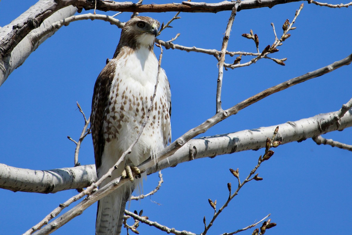 Red-tailed Hawk - ML441658831