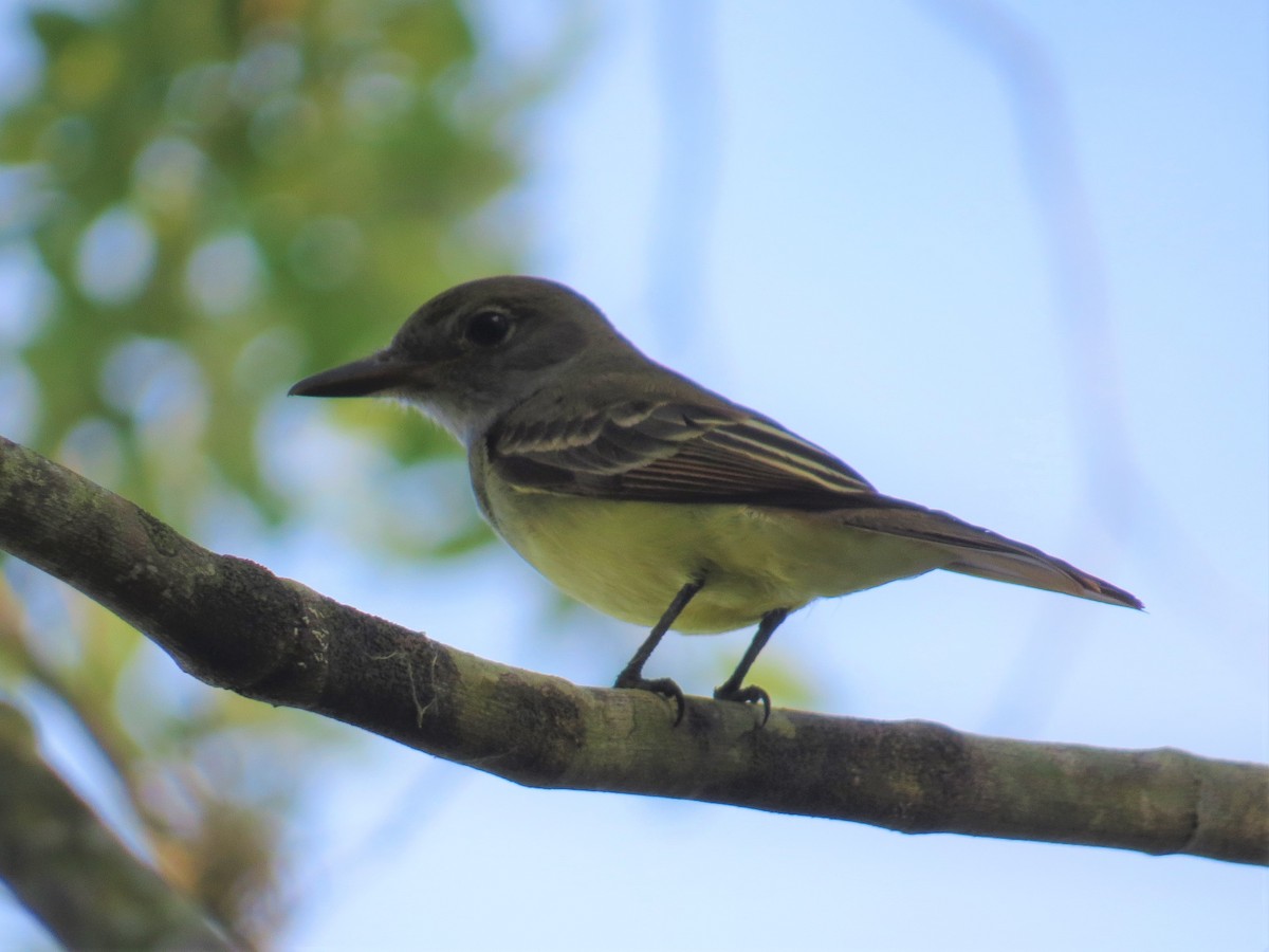 Great Crested Flycatcher - ML441662981
