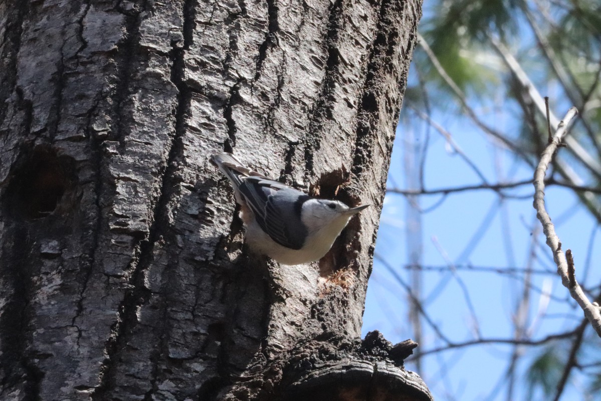 White-breasted Nuthatch - ML441663281