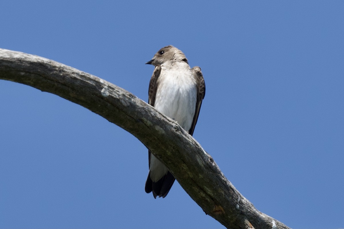 Northern Rough-winged Swallow - David Theobald