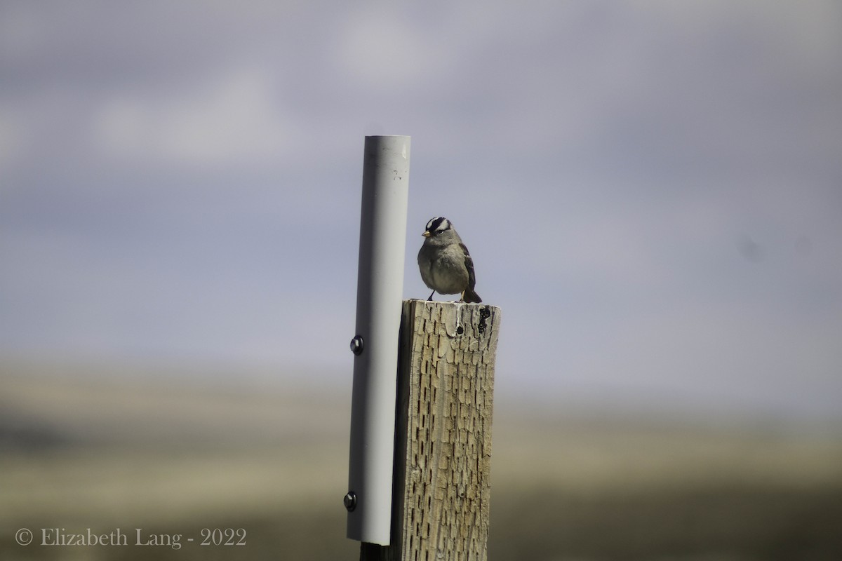 White-crowned Sparrow - Lizzy Lang