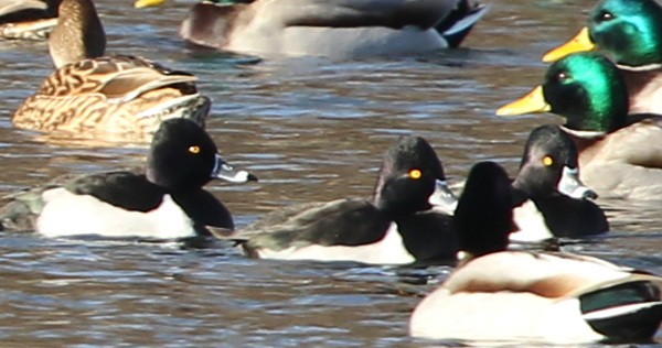 Ring-necked Duck - ML44167181