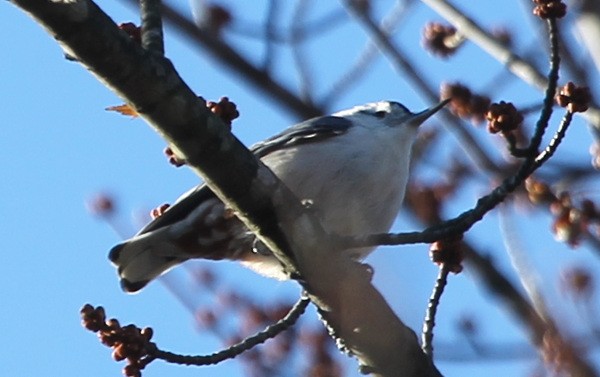 White-breasted Nuthatch - ML44167321