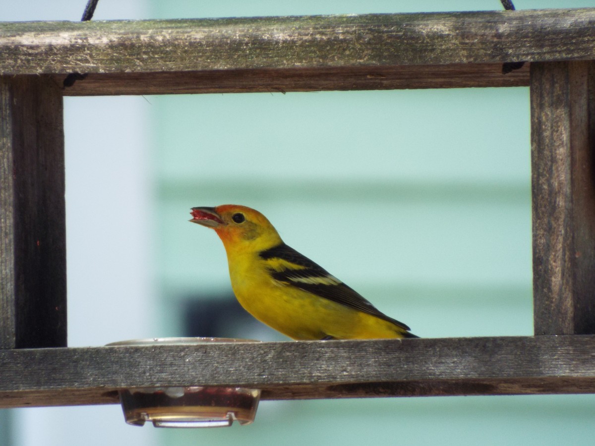 Western Tanager - ML441674291
