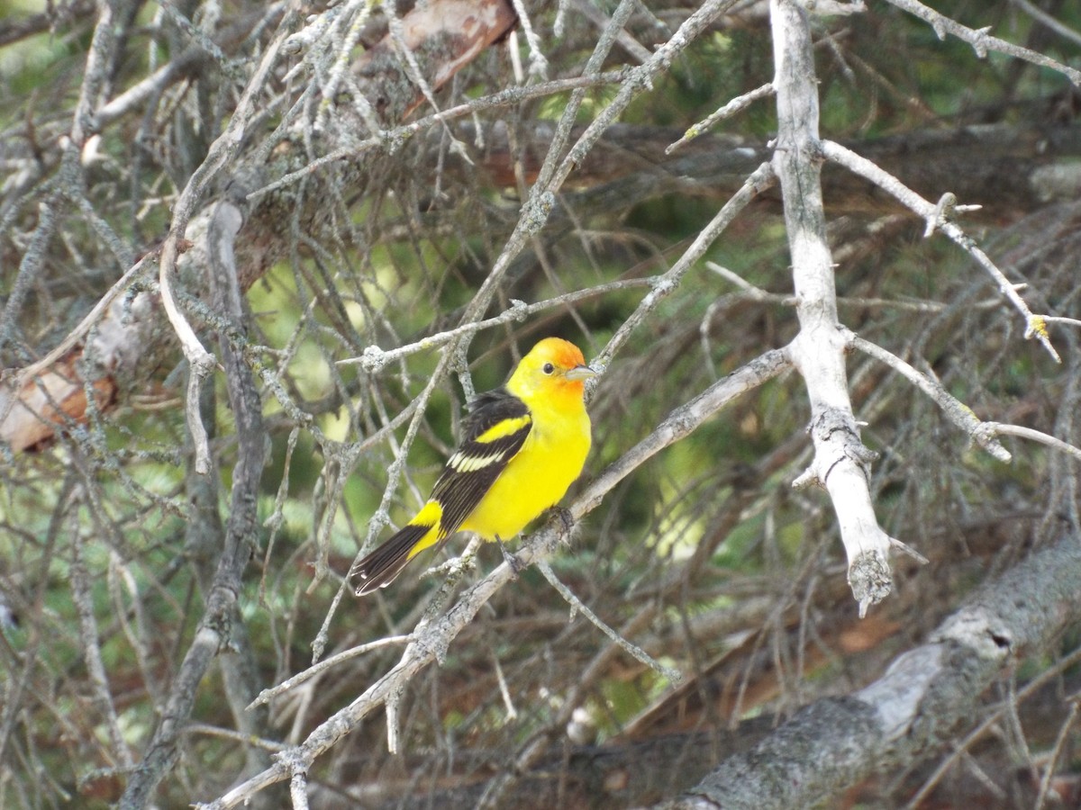 Western Tanager - ML441674301