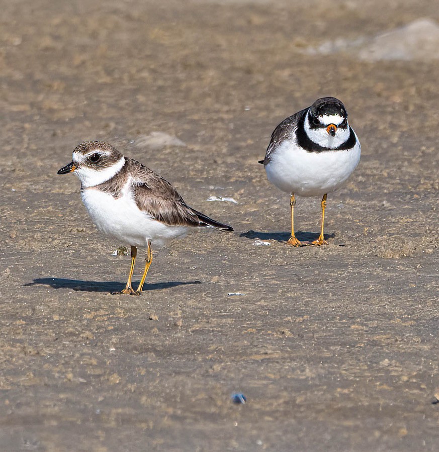 Semipalmated Plover - ML441674351