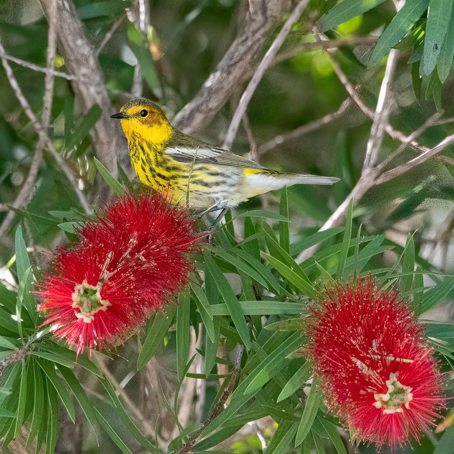 Cape May Warbler - ML441675641