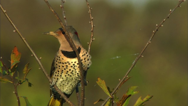 Northern Flicker (Yellow-shafted) - ML441677