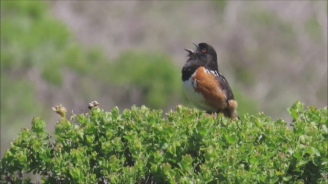 Spotted Towhee - ML441681681