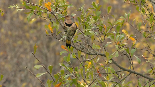Northern Flicker (Yellow-shafted) - ML441682