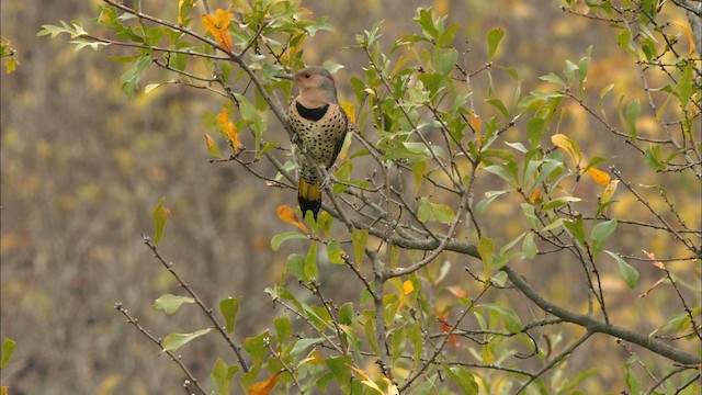 Pic flamboyant (auratus/luteus) - ML441682