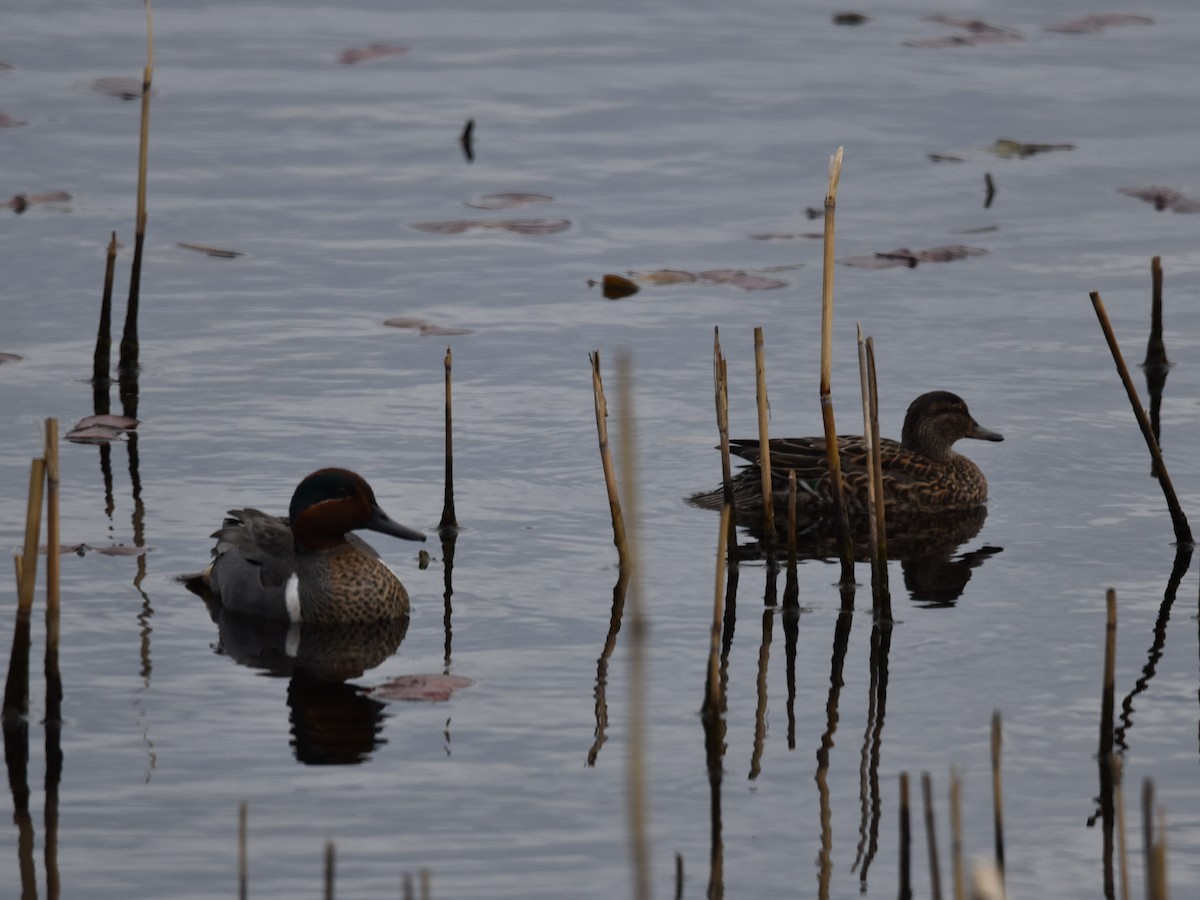 Mass Audubon EBird Checklist 28 Apr 2022 Daniel Webster Wildlife