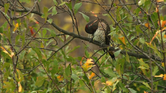 Northern Flicker (Yellow-shafted) - ML441688