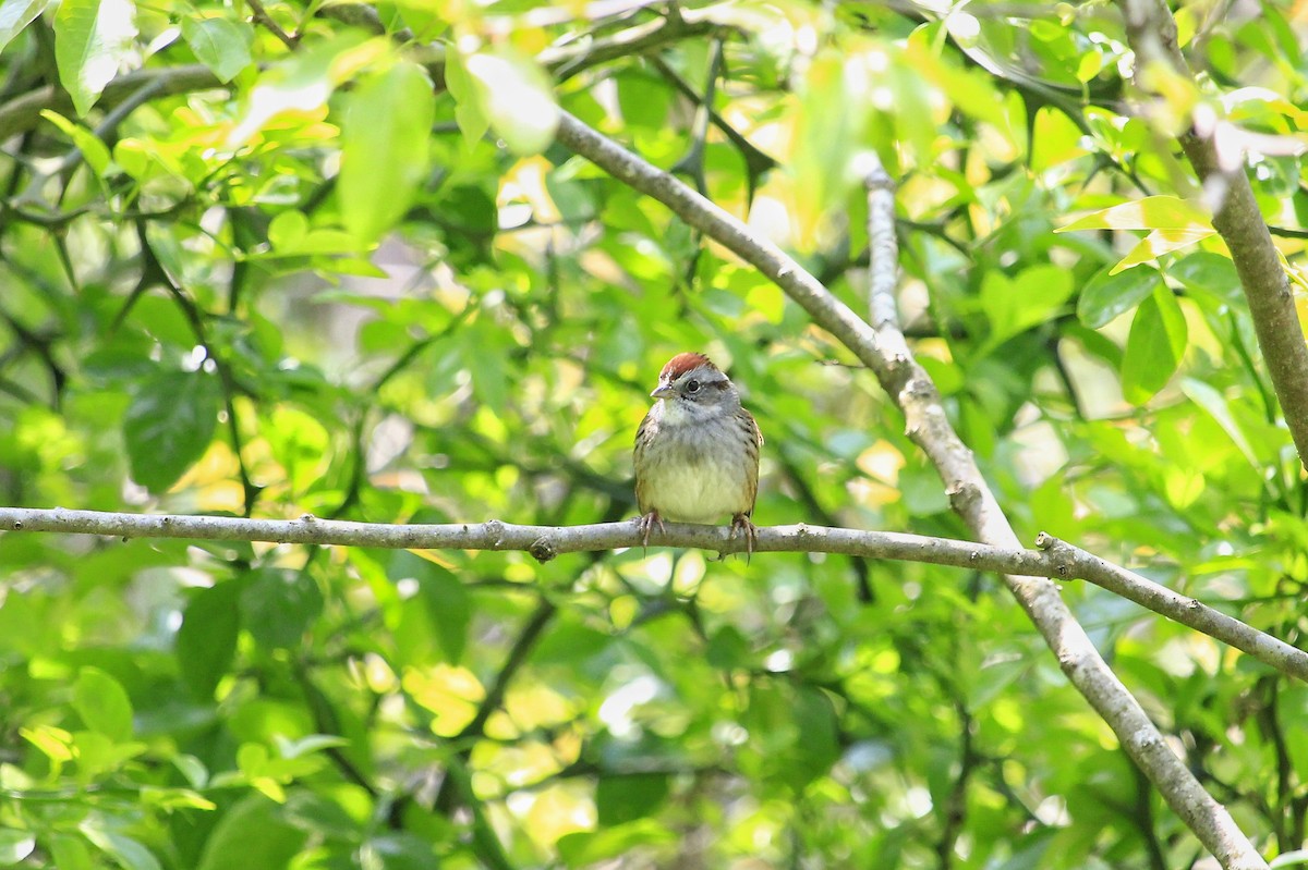 Swamp Sparrow - ML441691251