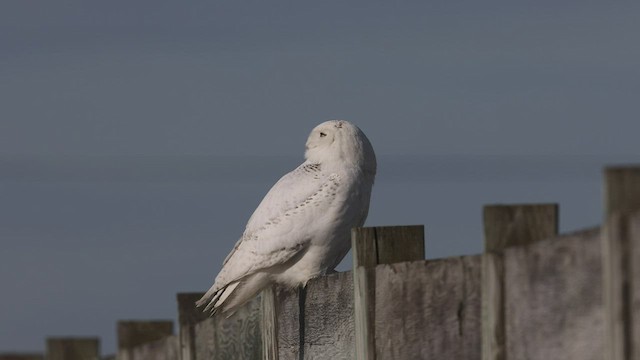Snowy Owl - ML441691691