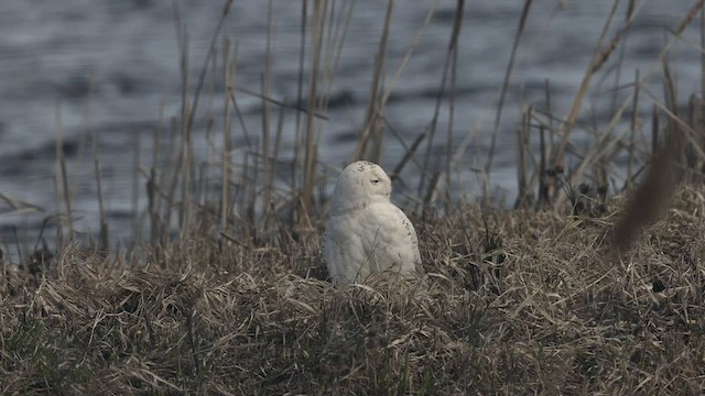 Snowy Owl - ML441693051