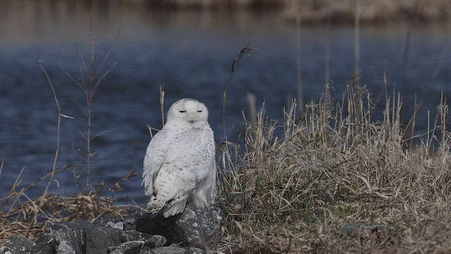 Snowy Owl - ML441693701