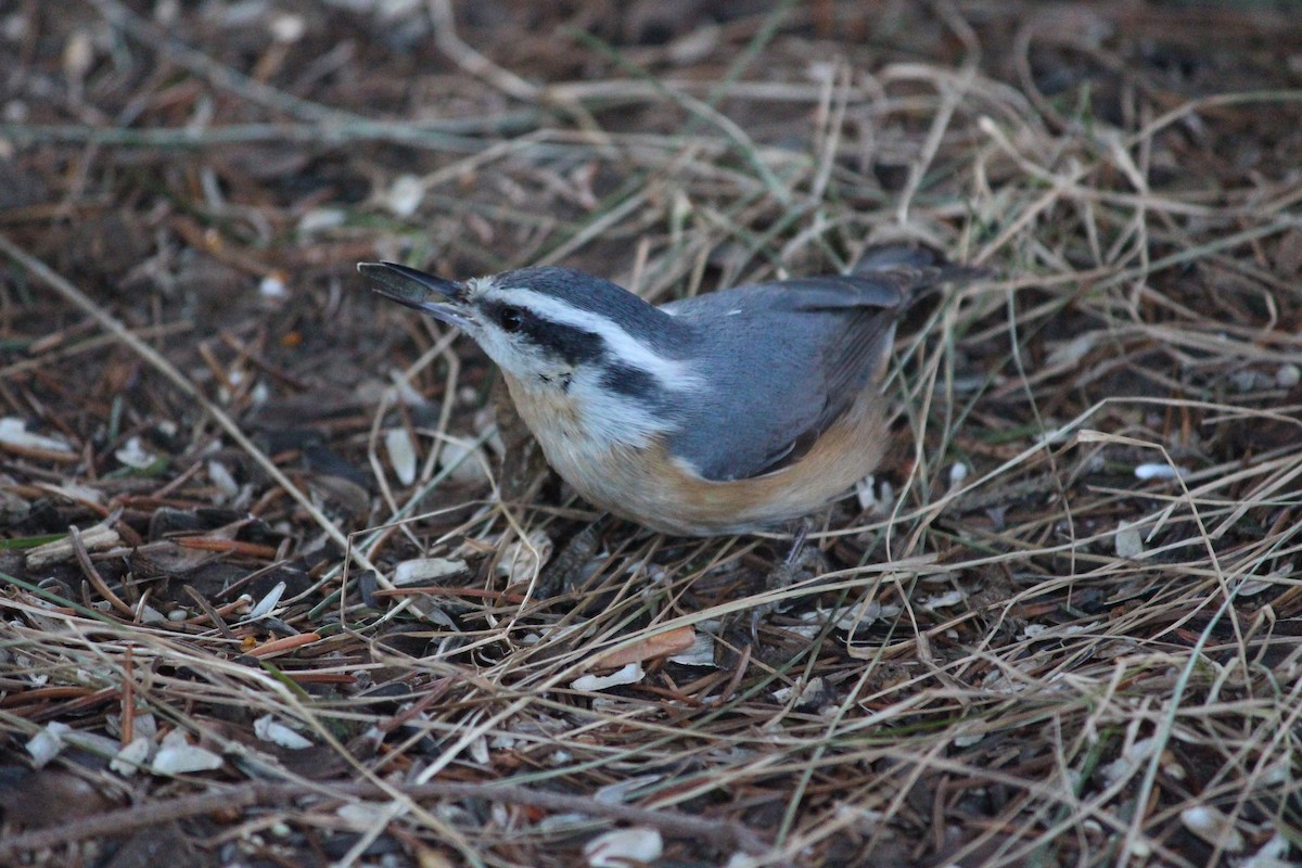 Red-breasted Nuthatch - ML44169561