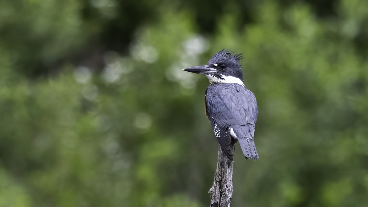 Belted Kingfisher - ML441695761