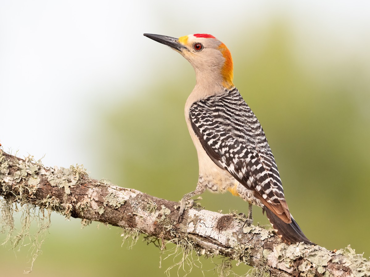 Golden-fronted Woodpecker - Steve Wickliffe
