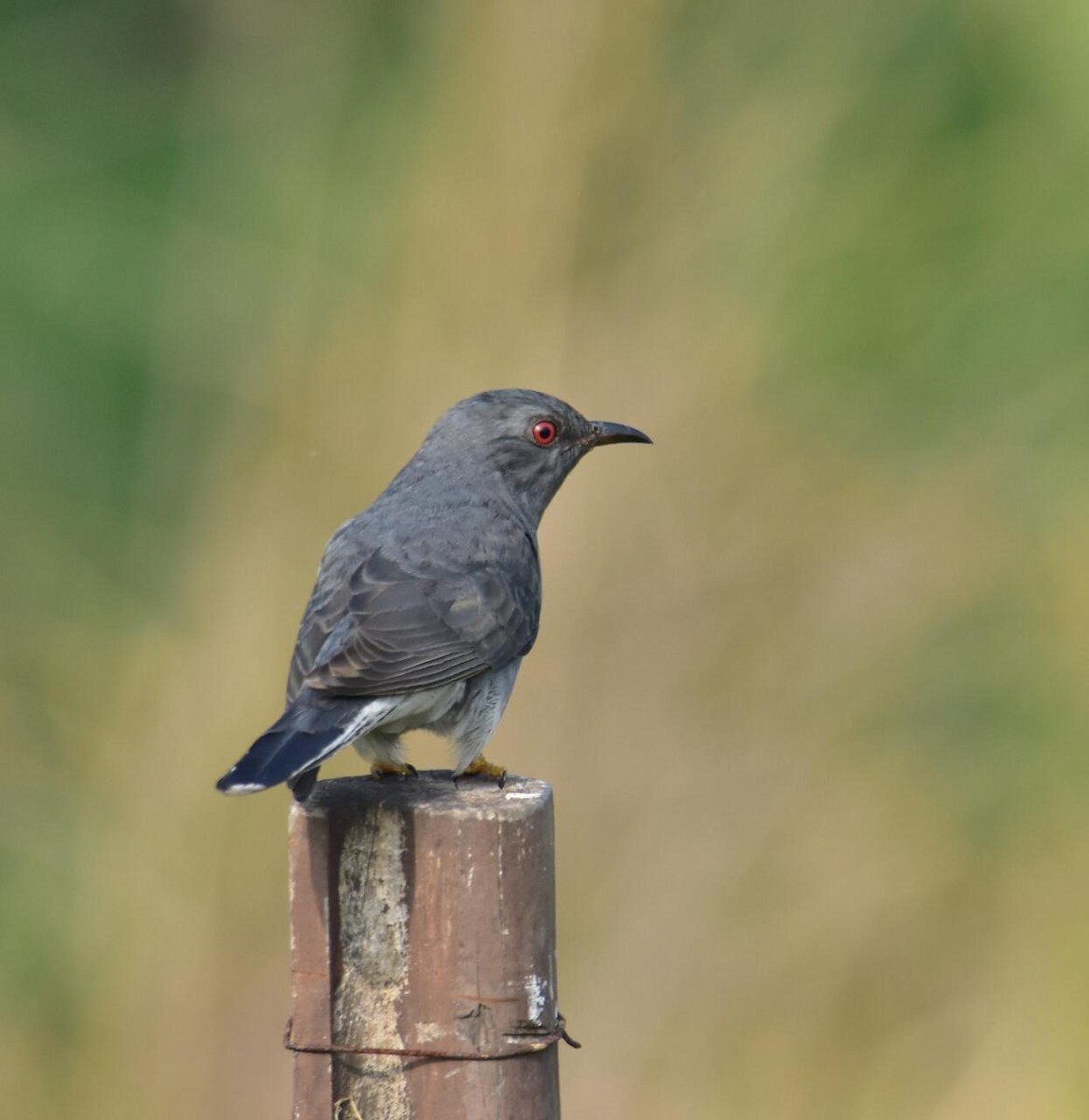 Gray-bellied Cuckoo - Karthikeyan Ponnambalamoorthy