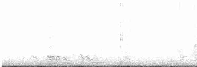 オオホシハジロ - ML441700811