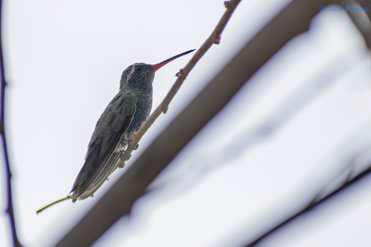 Broad-billed Hummingbird - ML441705861