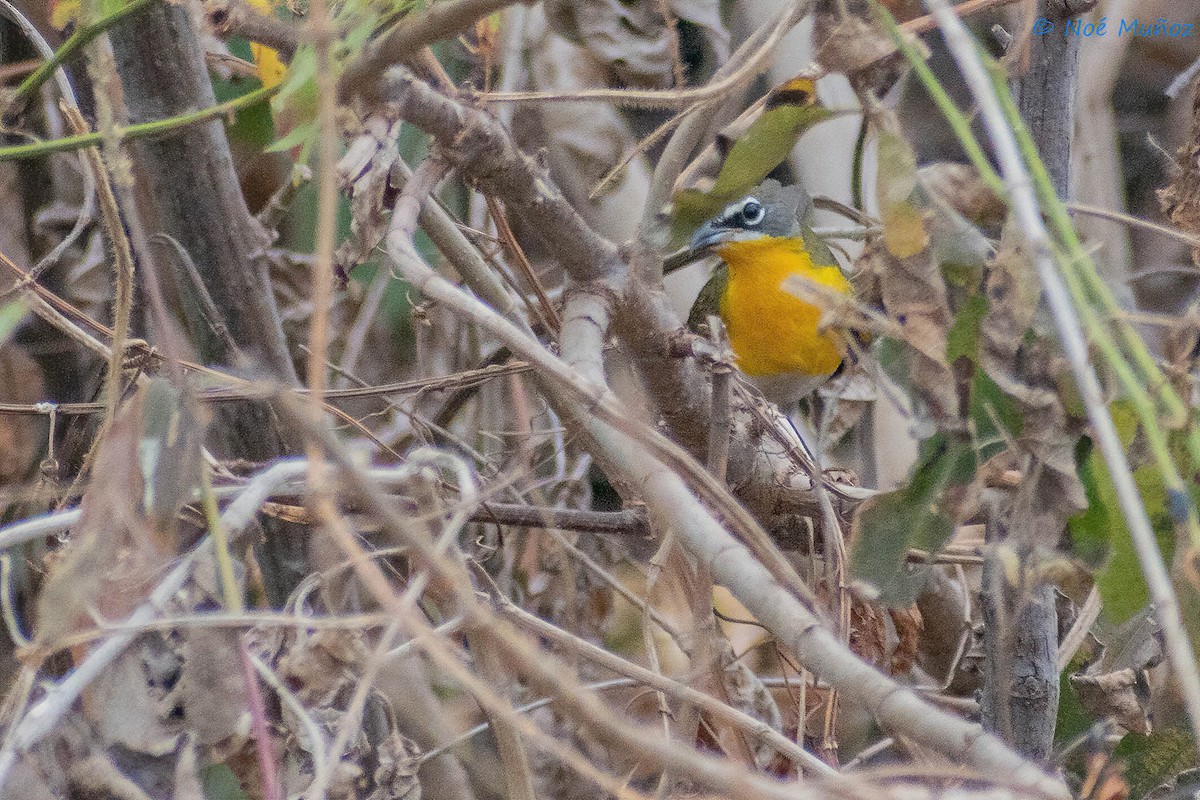 Yellow-breasted Chat - ML441707321