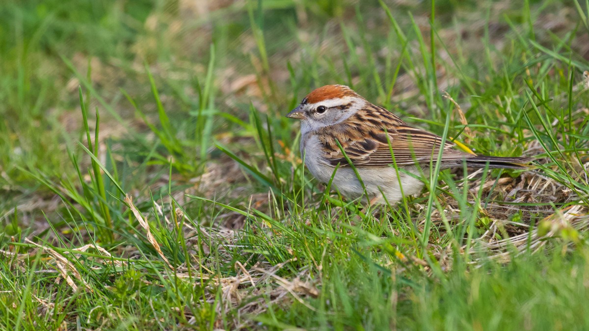 Chipping Sparrow - ML441713671