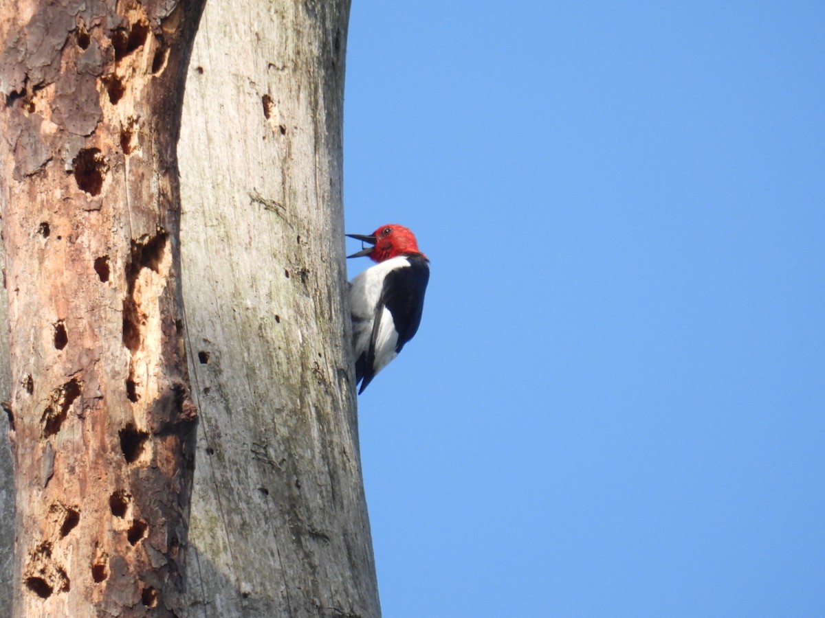 Red-headed Woodpecker - ML441714181