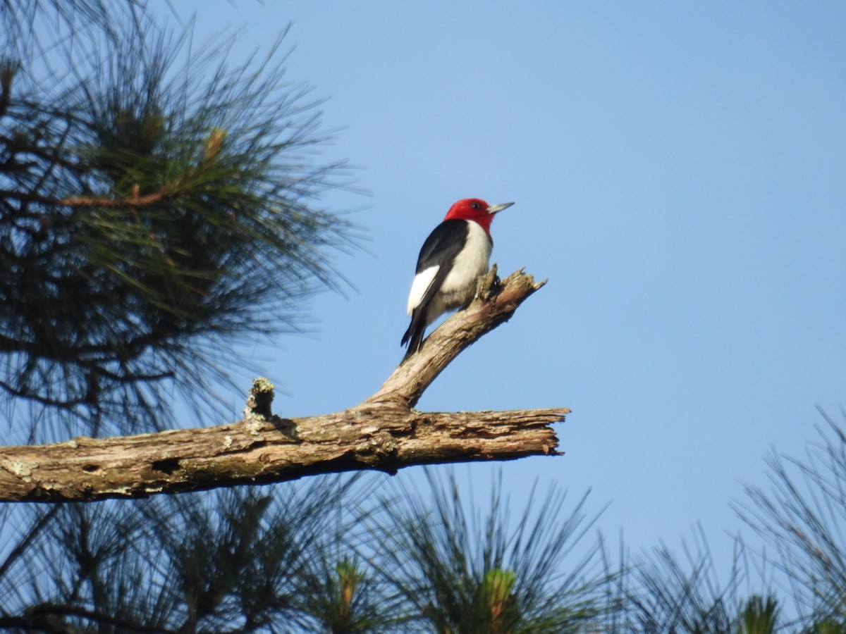 Red-headed Woodpecker - ML441714191