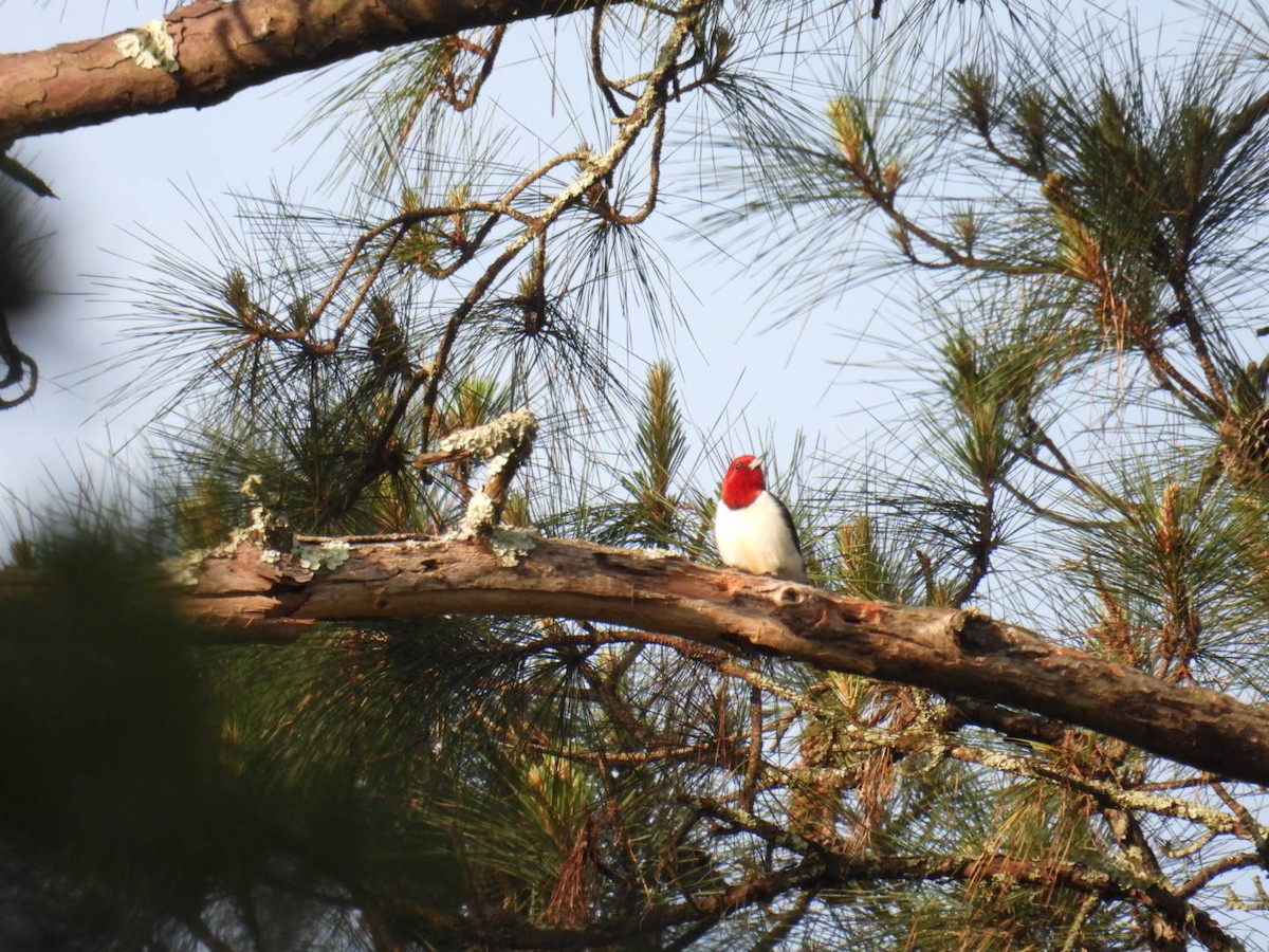Red-headed Woodpecker - L LeBlanc