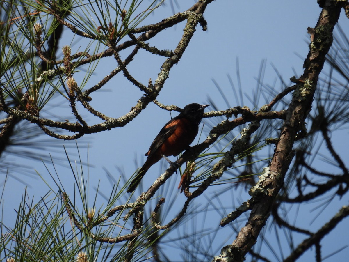 Orchard Oriole - ML441715191