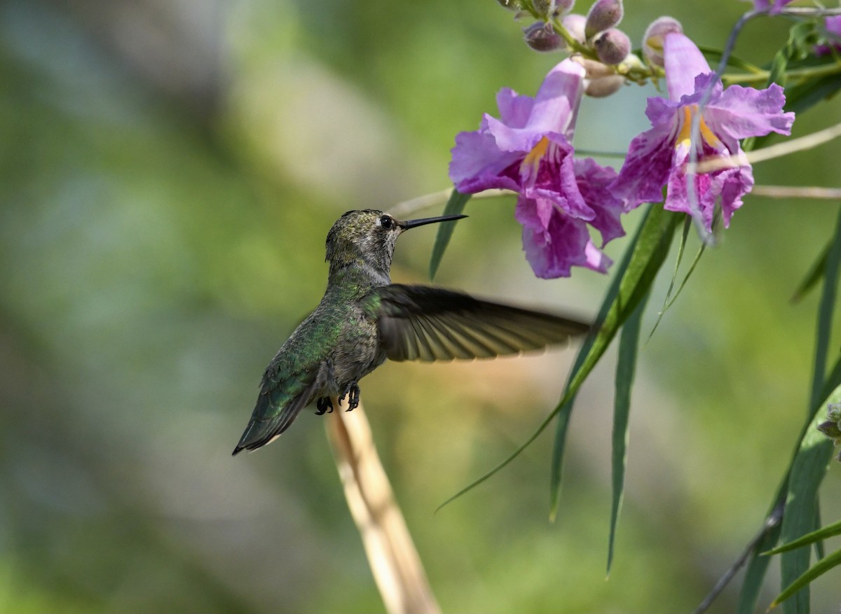 Anna's Hummingbird - Greg Hudson