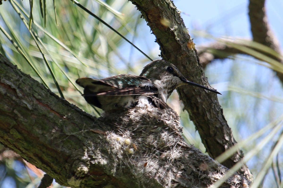 Anna's Hummingbird - ML441718191