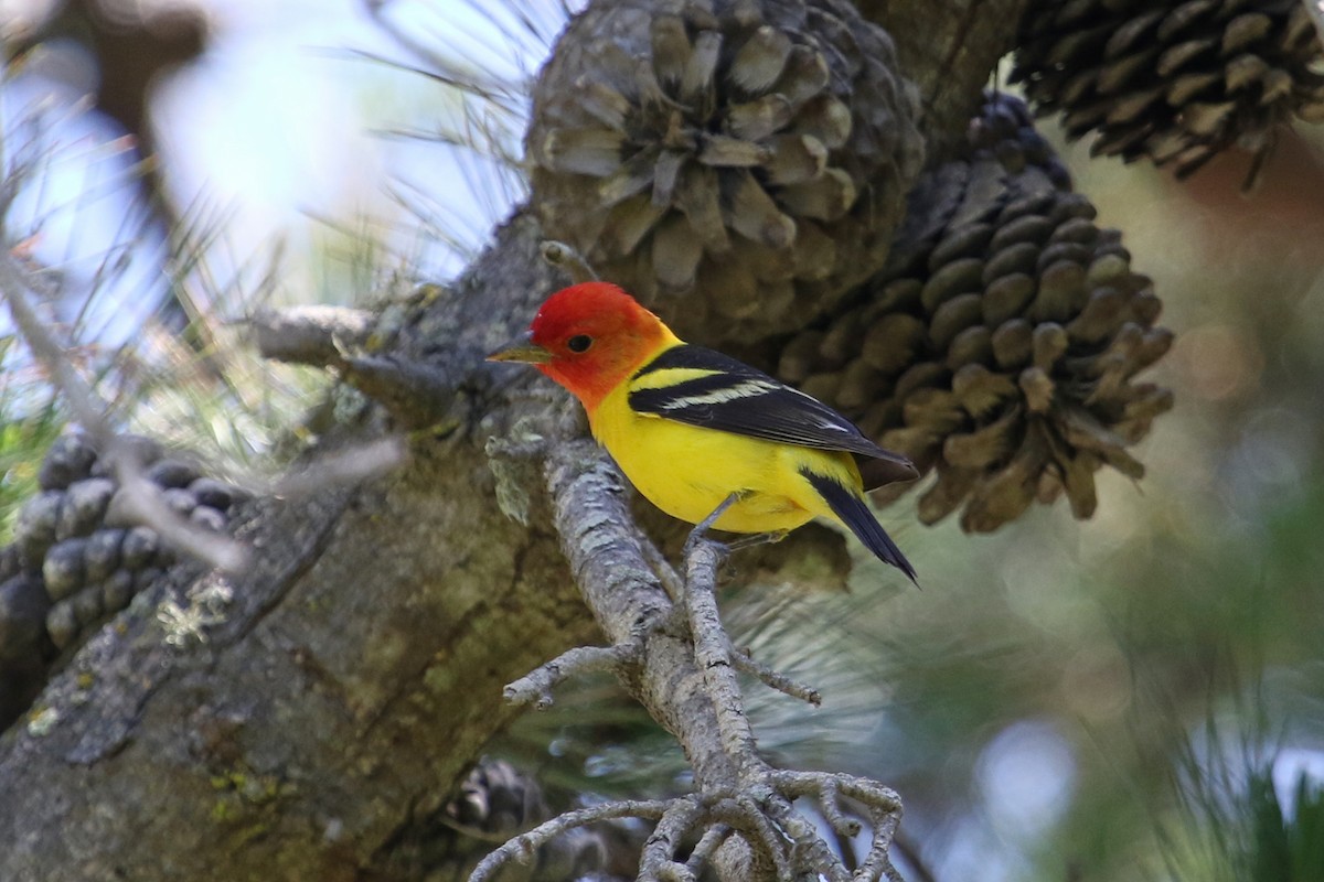 Western Tanager - ML441719271