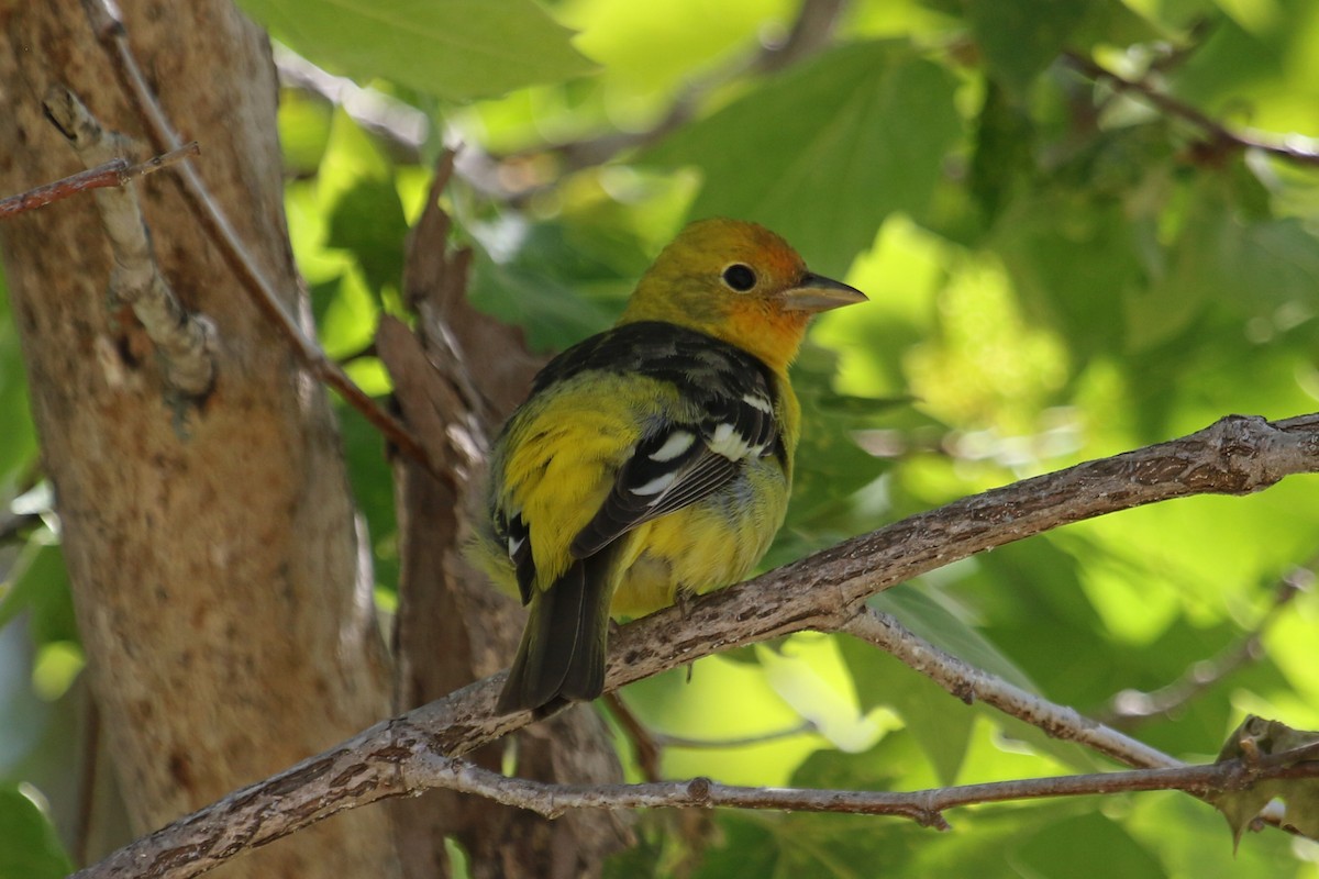 Western Tanager - ML441719371