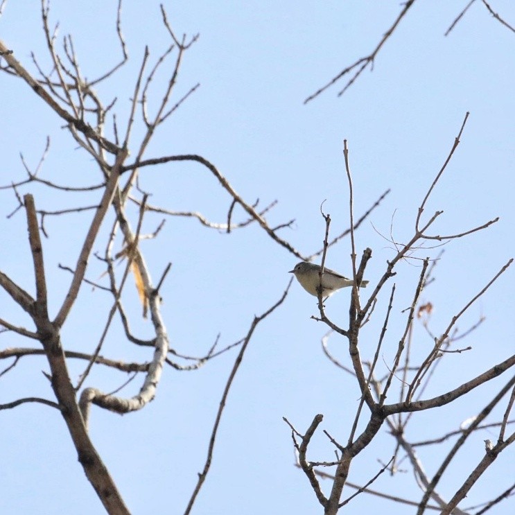 Lucy's Warbler - ML441720241