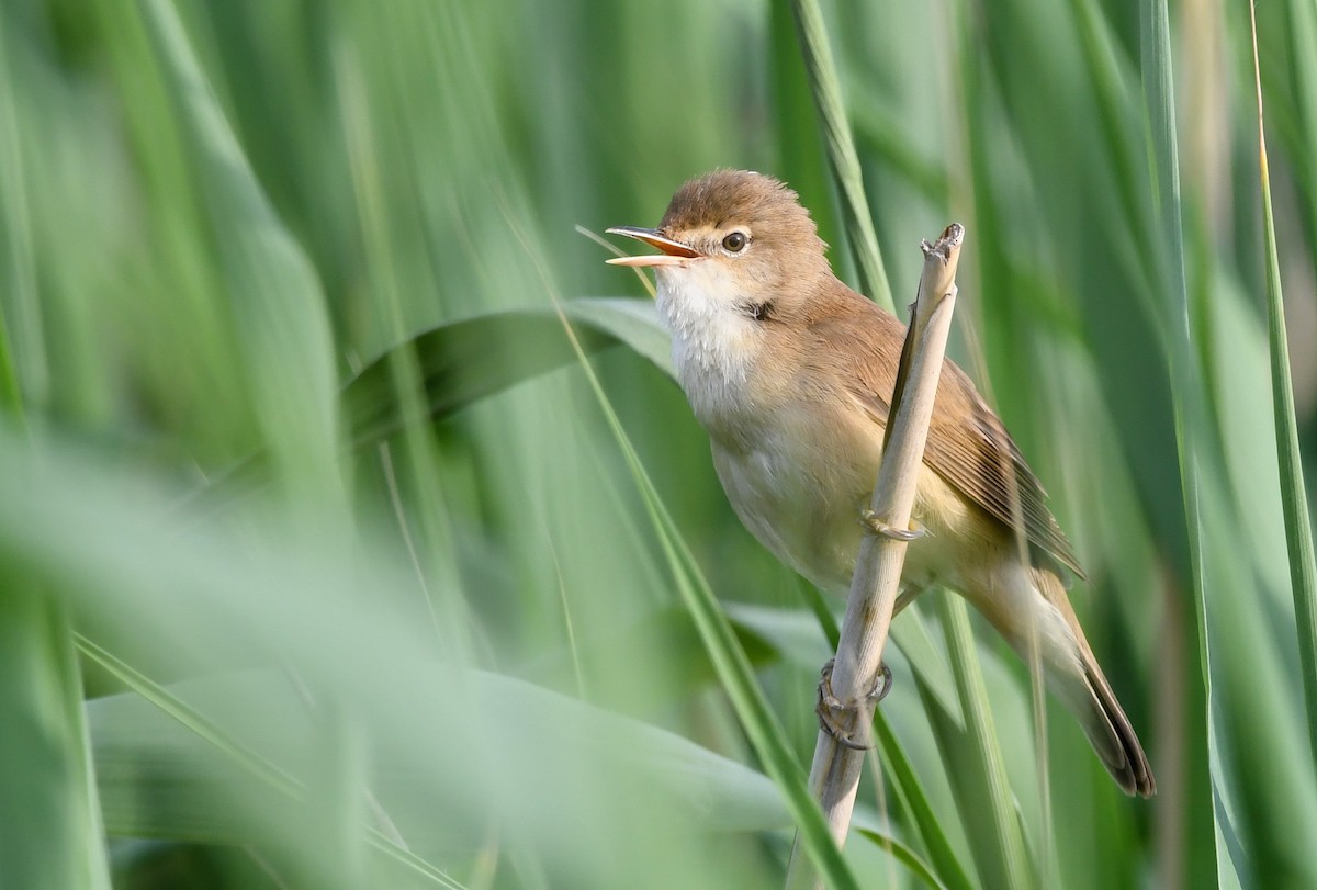 Common Reed Warbler - ML441724021